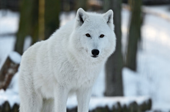 Polar wolf
