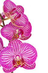 orchid flowers  branch closr up © neirfy