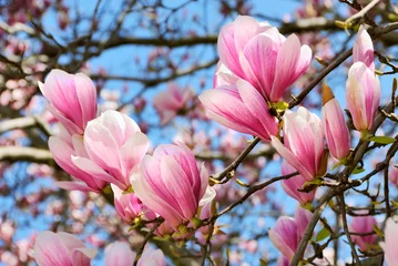 Gordijnen Magnolia& 39 s tegen een blauwe lucht © Smileus