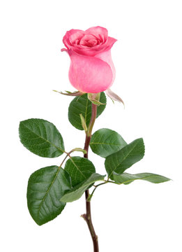 Entzückende Rose in rosa auf weiß