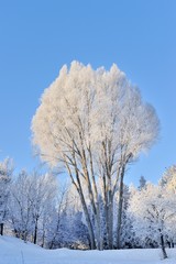 Winter park