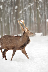 Fototapeta premium Young deer