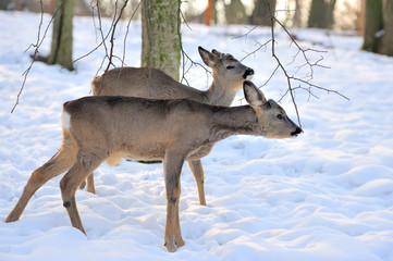 Fototapeta premium Young deer