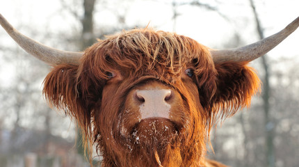 Scottish cattle