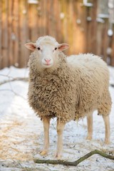 Sheep