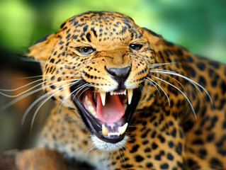 Leopard portrait
