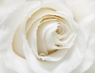 Obraz na płótnie Canvas biała róża