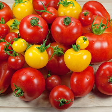 Tomaten - Solanum lycopersicum