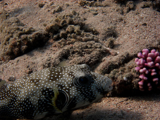kugelfisch auge