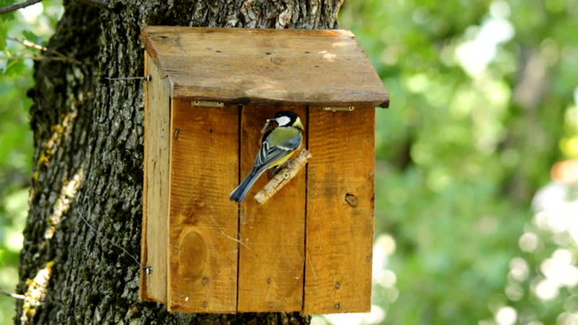 Nestbox and great tit bringing a caterpillar.