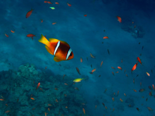 Obraz na płótnie Canvas anemonenfisch wiele ryb