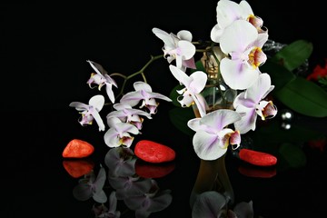 Parfüm  und Orchideen