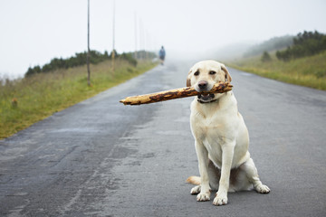 Yellow labrador retriever with stick