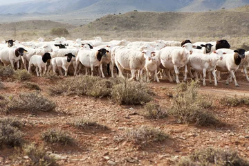 Gordijnen A flock of Dormer sheep walking on gravel road © Andre van der Veen