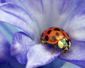 Ladybird