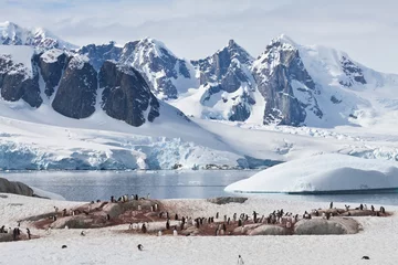 Wandcirkels plexiglas Petermann Island mit Pinguinkolonie © Klaas Köhne