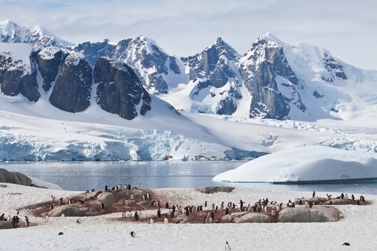 Petermann Island mit Pinguinkolonie