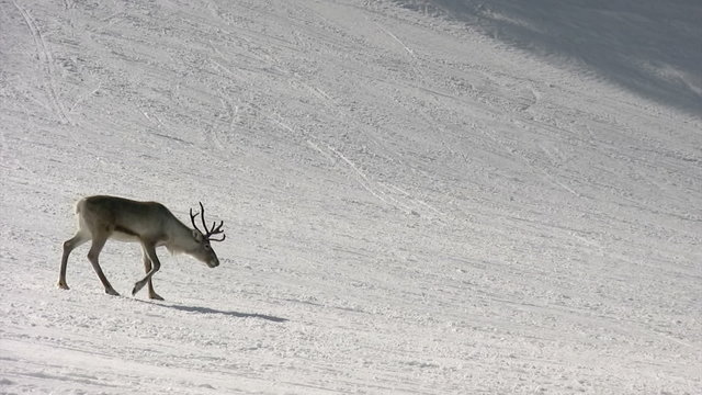 white ski slope only with a reindeer walking by copy space