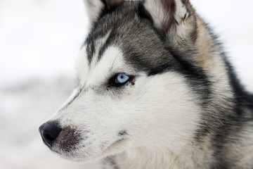 Husky portrait
