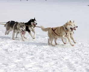 sled dog race siberian huskies