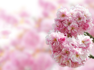 Japanese cherry blossoms