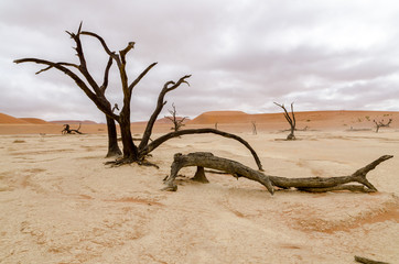 Dead trees under a rare cloudy sky in Deadvlei, Namibia