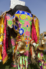 Naklejka premium Decorated elephant at the elephant festival in Jaipur.