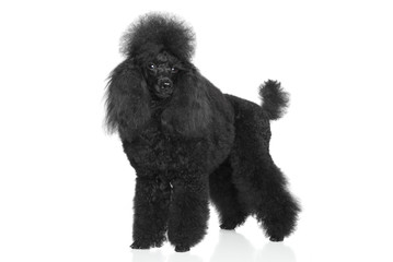 Black Poodle on a white background