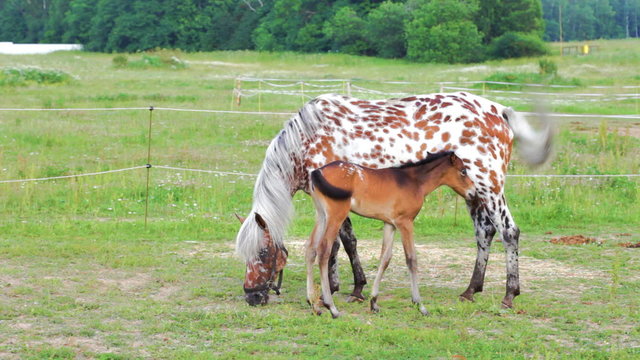 Small brown foal and spotty mare in a shelter