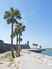 Palm tree with the walls of an old Fort in back.