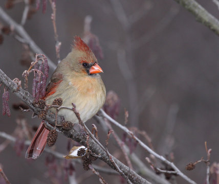 Perched Female Cardinal (Cardinalis cardinalis)