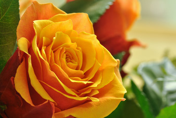 Beautiful orange rose flower close up