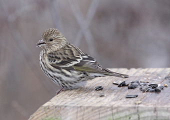 Feeding Pine Siskin (Carduelis pinus)