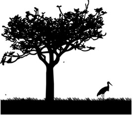 Stork in garden or park under tree in spring silhouette