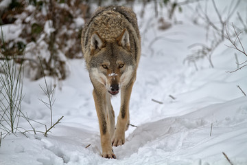 Wolf