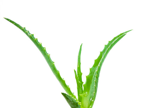 Aloe isolated