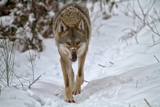 Wolf