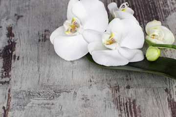 Fototapeta na wymiar Biała orchidea na starym drewnie
