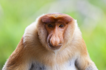 A proboscis monkey, Sandakan. - obrazy, fototapety, plakaty