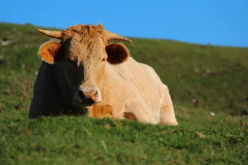 Crédence en verre imprimé Vache mucca si riposa al pascolo
