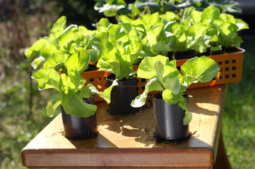 Salads seedling