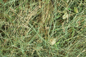 Hay close up background
