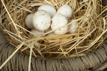 Organic white domestic eggs in vintage basket