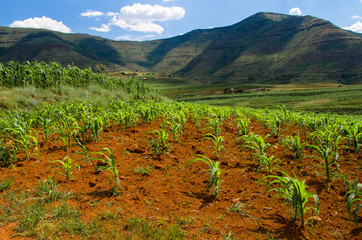 maize (corn) plants growing in Lesotho
