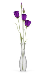 purple eustoma flowers in glass vase isolated on white