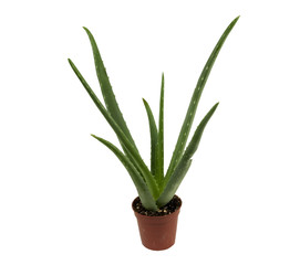 aloe vera plant on a white background