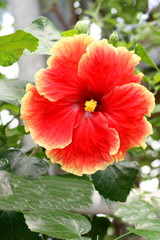 A beautiful red flowering hibiscus flower