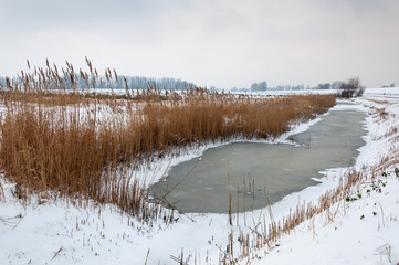 Frozen ditch with reeds in a snowy Dutch landscape