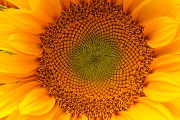 sun flower