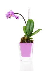 miniature orchid arrangement centerpiece in vase isolated on whi